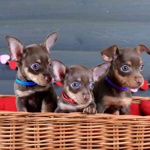 🐾 Krásná čistokrevná štěňátka pražského krysaříka