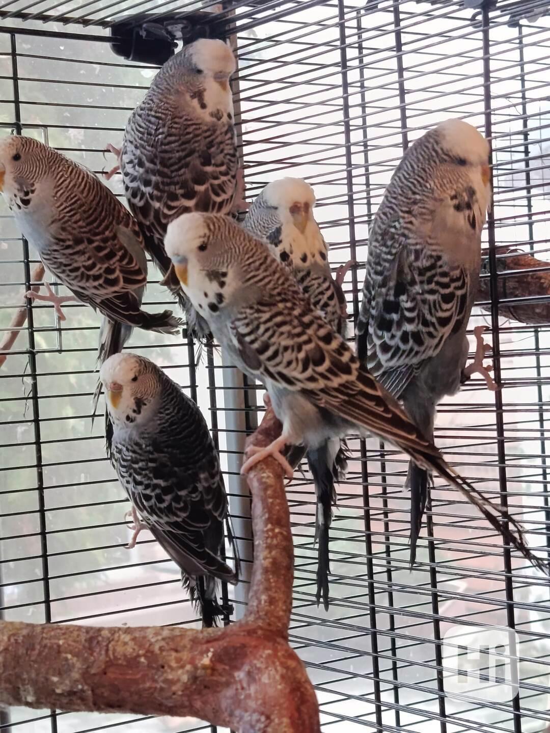 Prodám andulky rok 2025 - foto 1