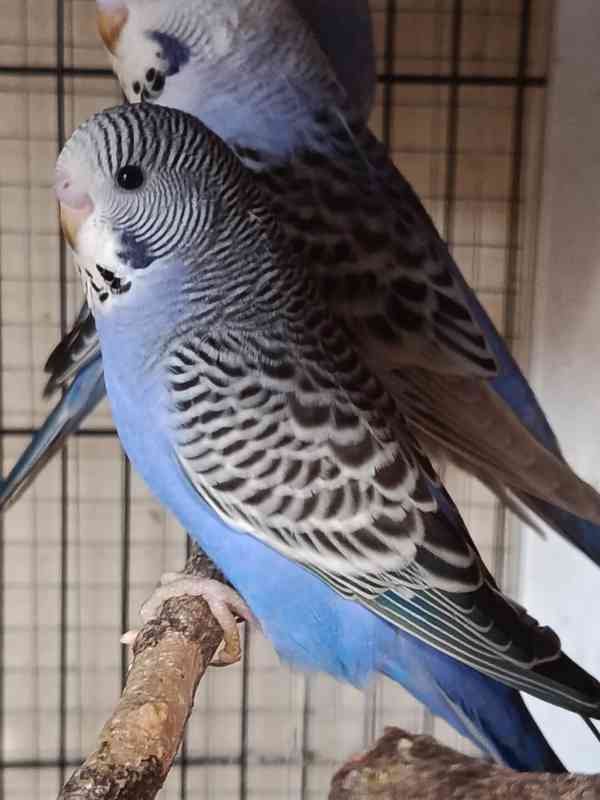 Prodám andulky rok 2025 - foto 4