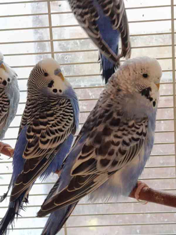 Prodám andulky rok 2025 - foto 3