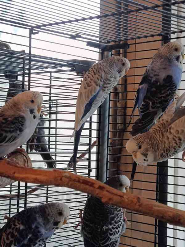 Prodám andulky rok 2025 - foto 2