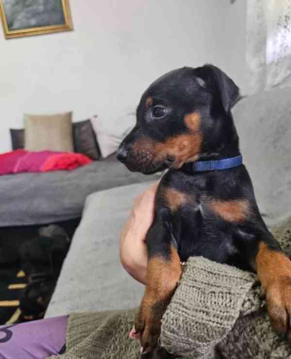 Štěňata čistokrevného dobermana - foto 4