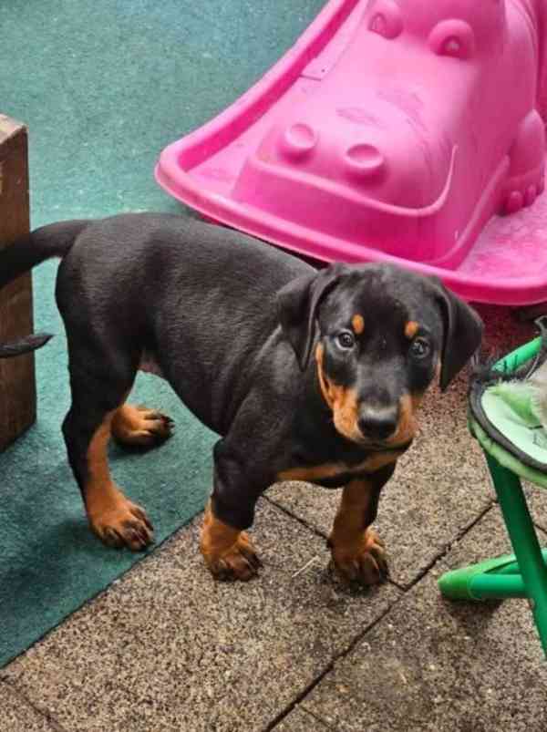 Štěňata čistokrevného dobermana - foto 3