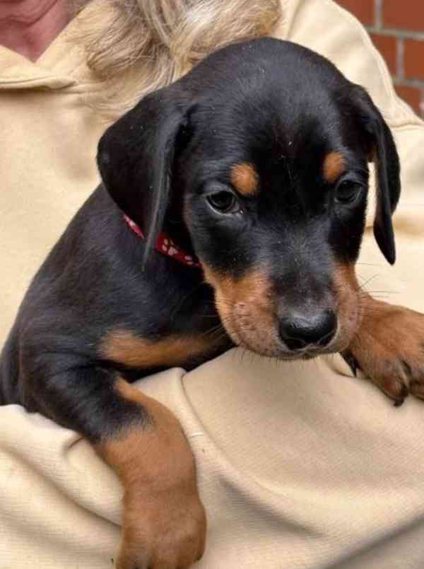 Štěňata čistokrevného dobermana - foto 5
