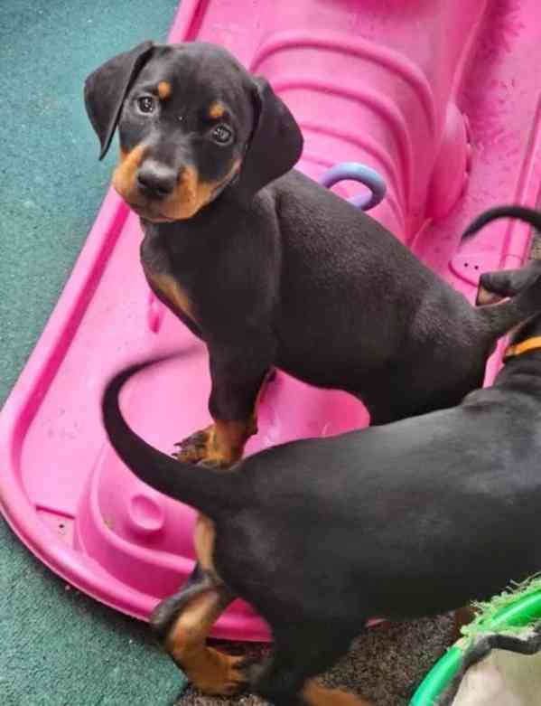Štěňata čistokrevného dobermana - foto 2
