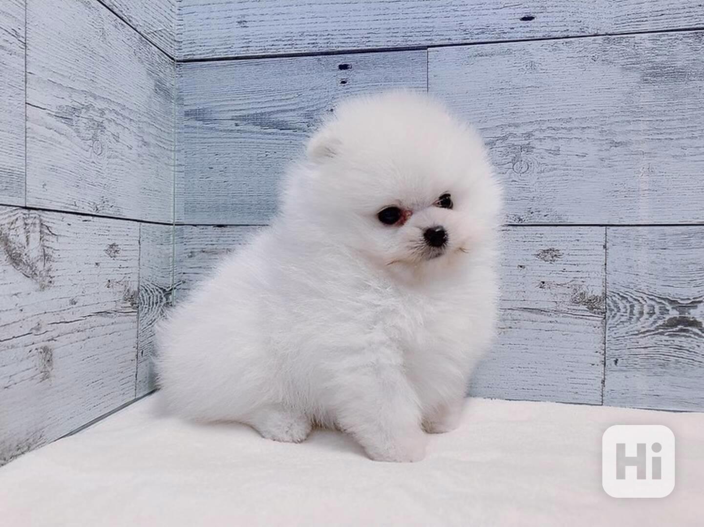 Štěně pomeranského buldoka k adopci - foto 1