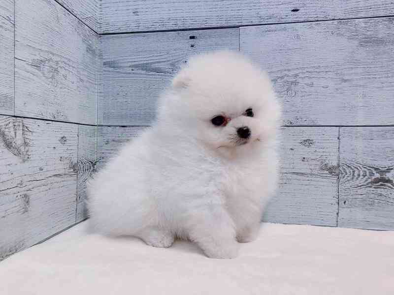 Štěně pomeranského buldoka k adopci - foto 1