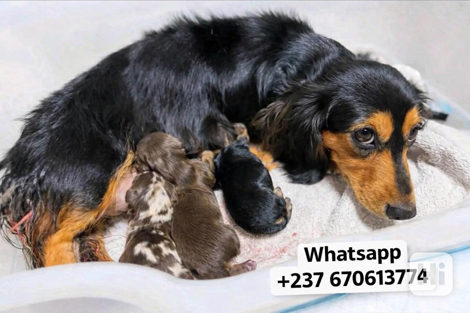 Štěňata jezevčíka samec a samice k adopci - foto 1