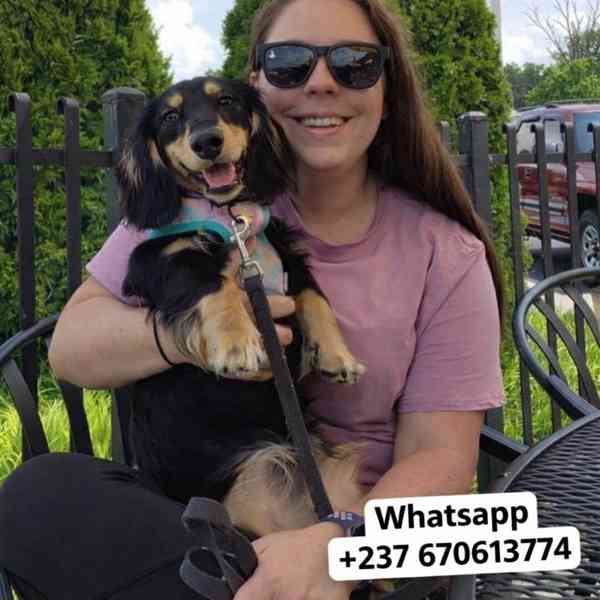 Štěňata jezevčíka samec a samice k adopci - foto 2