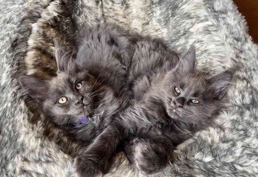 Kouřově modrá a černá mainská mývalí koťata - foto 2