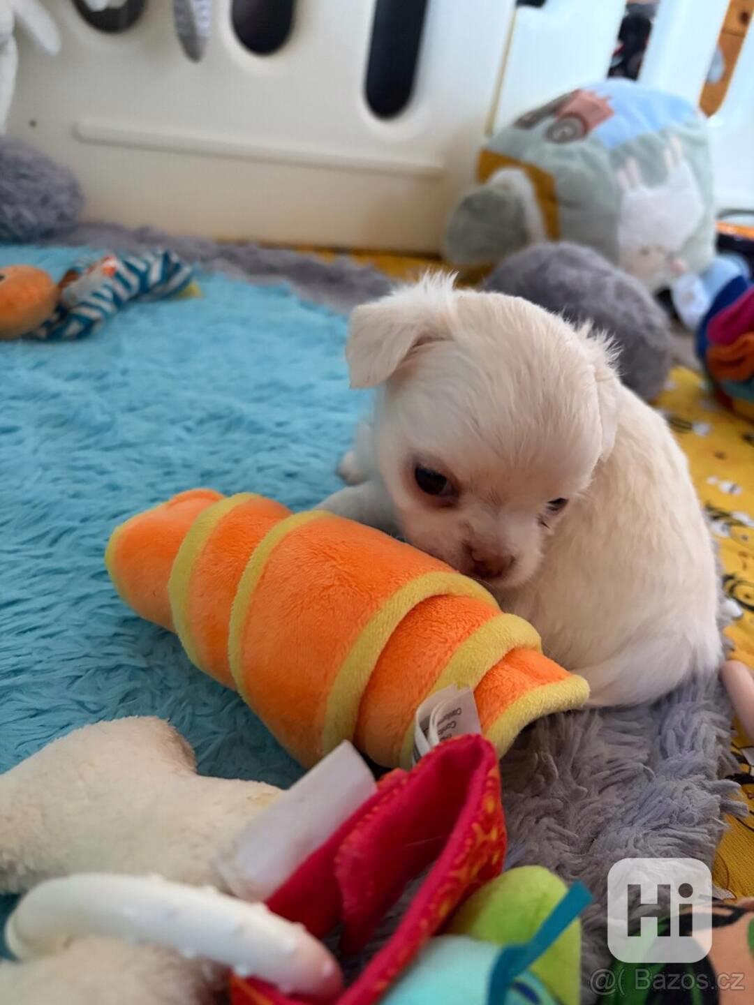 Mini čivava  - foto 1