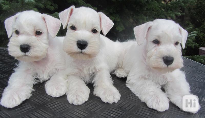 Knírač malý bílý - štěňátka s PP fenky - foto 1