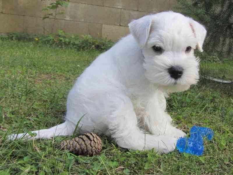 Knírač malý bílý - štěňátka s PP fenky - foto 22