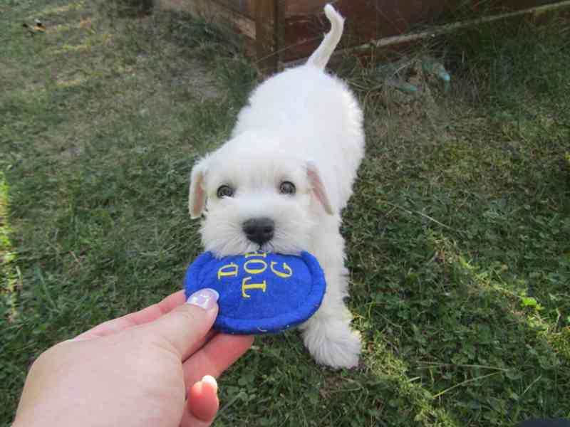 Knírač malý bílý - štěňátka s PP fenky - foto 5
