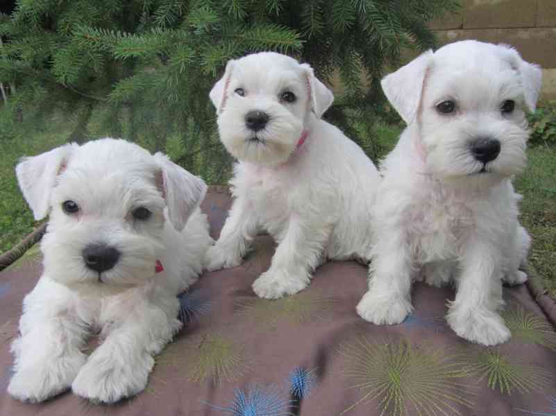 Knírač malý bílý - štěňátka s PP fenky - foto 25