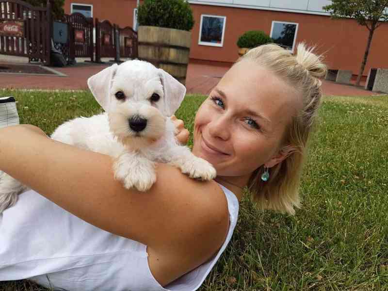 Knírač malý bílý - štěňátka s PP fenky - foto 12
