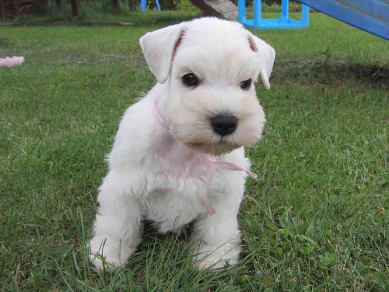 Knírač malý bílý - štěňátka s PP fenky - foto 11