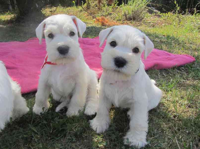 Knírač malý bílý - štěňátka s PP fenky - foto 27