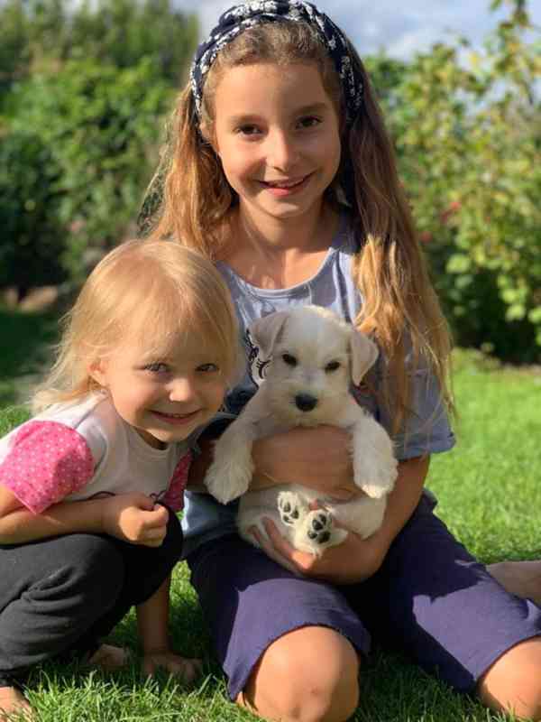 Knírač malý bílý - štěňátka s PP fenky - foto 14