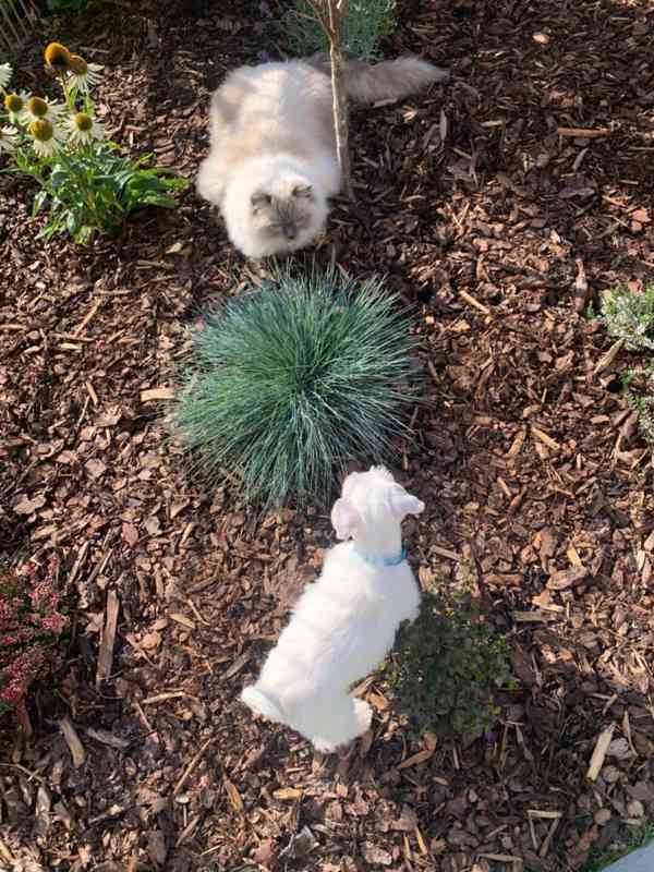 Knírač malý bílý - štěňátka s PP fenky - foto 18