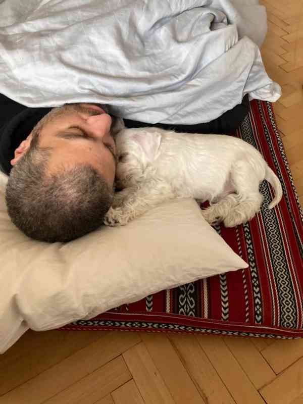 Knírač malý bílý - štěňátka s PP fenky - foto 29