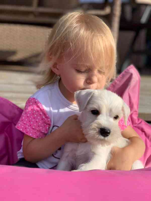 Knírač malý bílý - štěňátka s PP fenky - foto 15