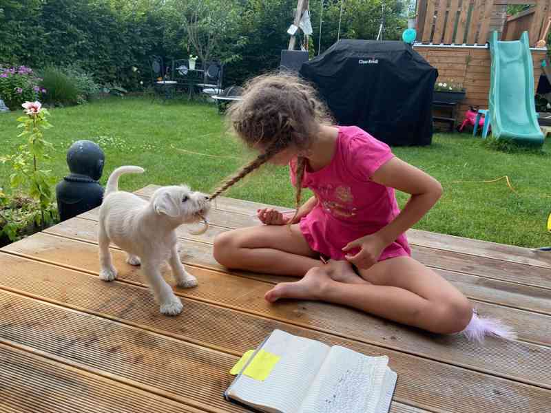 Knírač malý bílý - štěňátka s PP fenky - foto 16