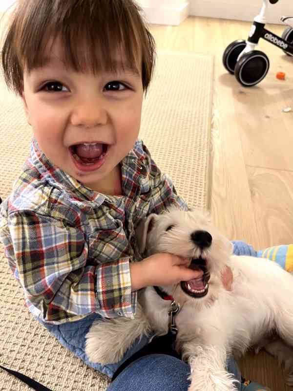 Knírač malý bílý - štěňátka s PP fenky - foto 8