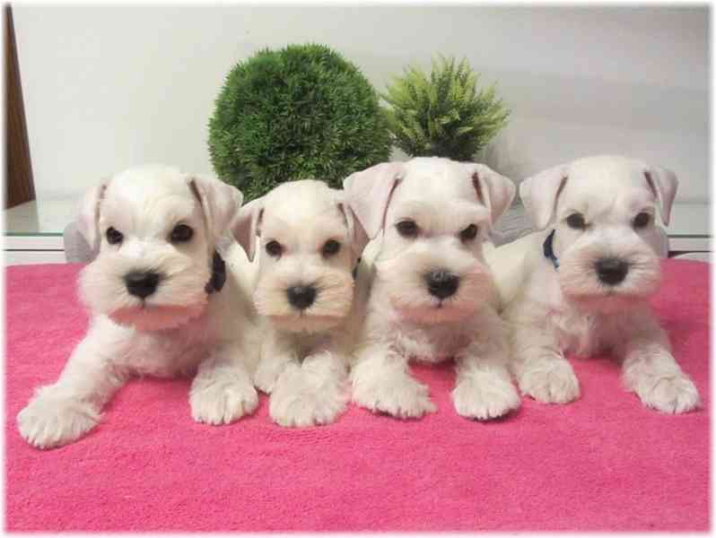 Knírač malý bílý - štěňátka s PP fenky - foto 2