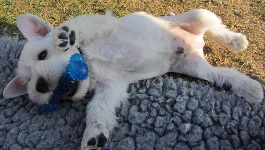 Knírač malý bílý - štěňátka s PP fenky - foto 13