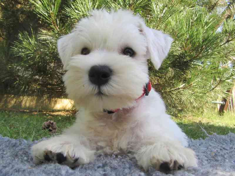 Knírač malý bílý - štěňátka s PP fenky - foto 7