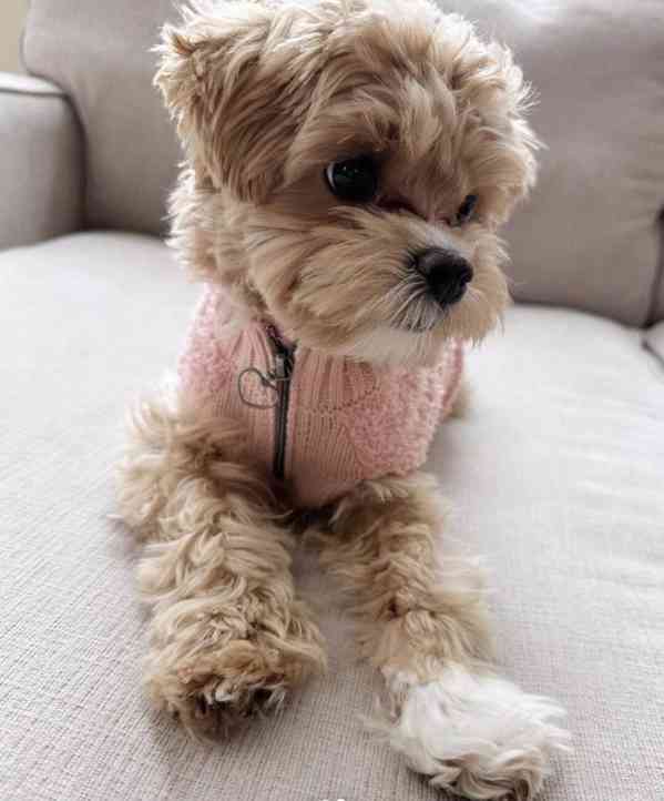 Maltipoo štěňátka - foto 2