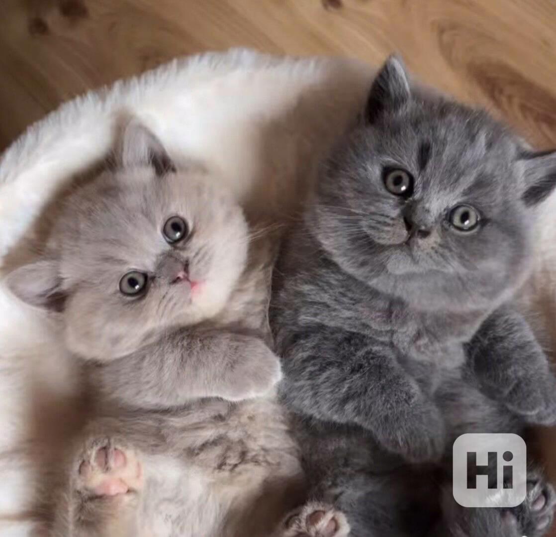 Úžasná britská krátkosrstá koťátka k adopci zdarma   - foto 1