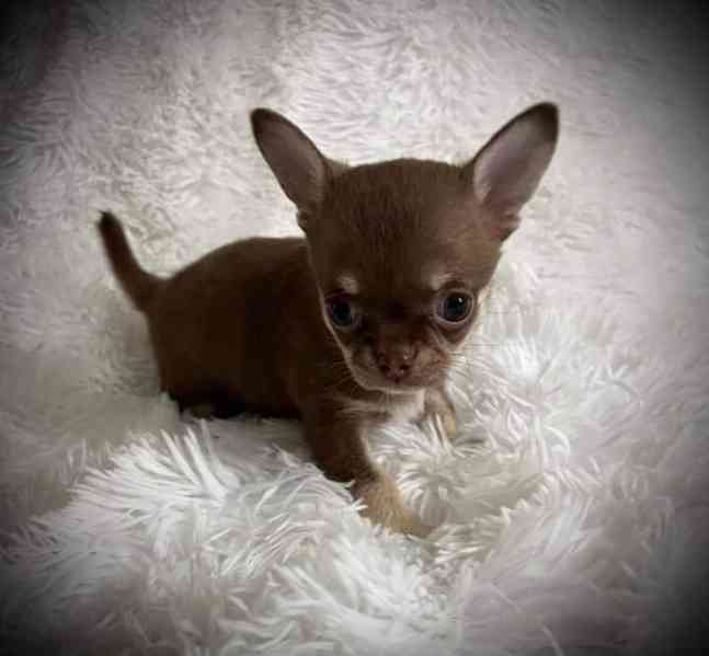 Štěňata čivavy k adopci