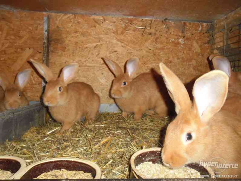 Prodám Burgundské králíky - foto 1