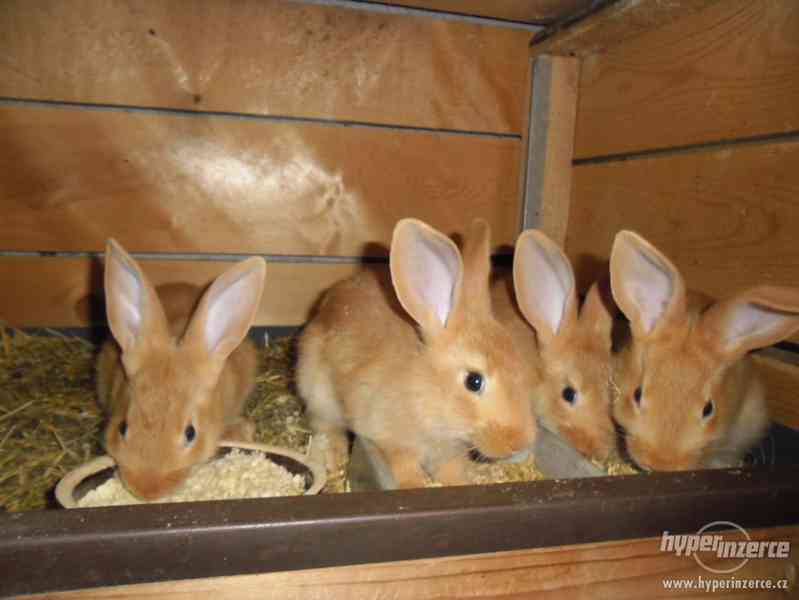 Prodám Burgundské králíky - foto 2