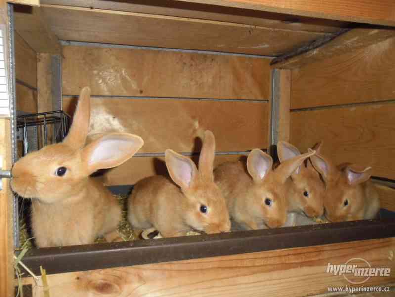 Prodám Burgundské králíky - foto 3
