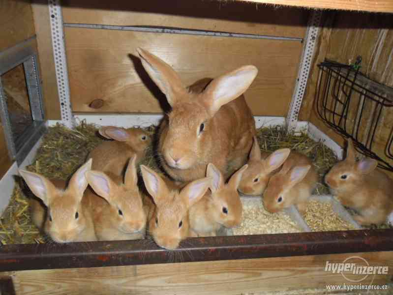 Prodám Burgundské králíky - foto 4