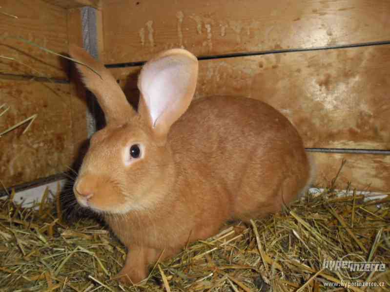 Prodám Burgundské králíky - foto 5