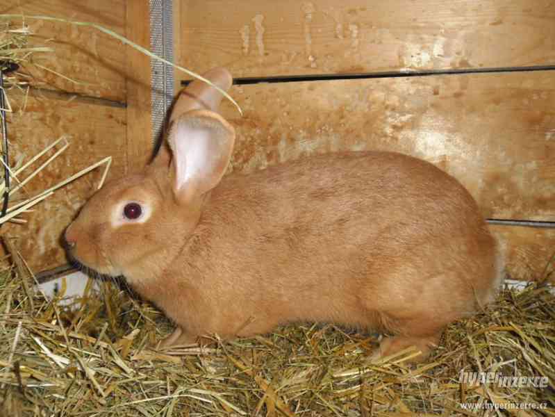 Prodám Burgundské králíky - foto 7