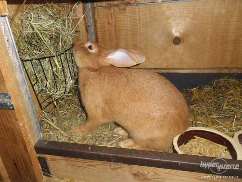 Prodám Burgundské králíky - foto 9