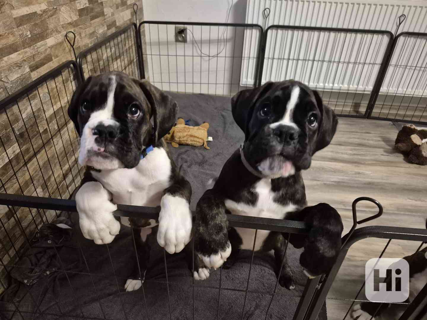 Německý boxer - foto 1