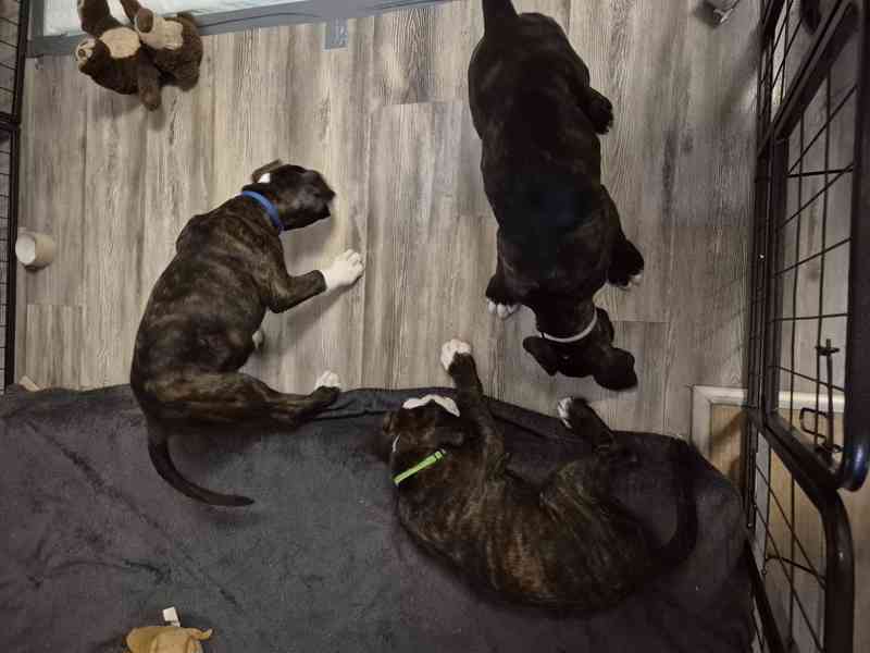 Německý boxer - foto 6