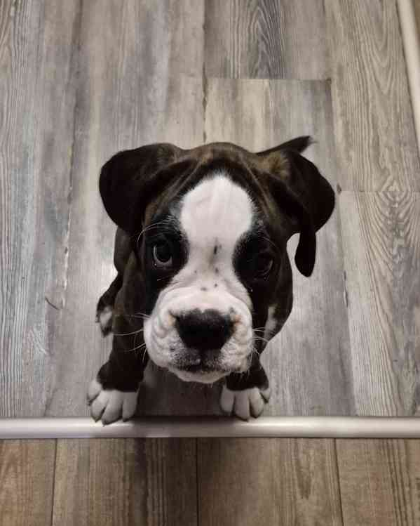 Německý boxer - foto 7