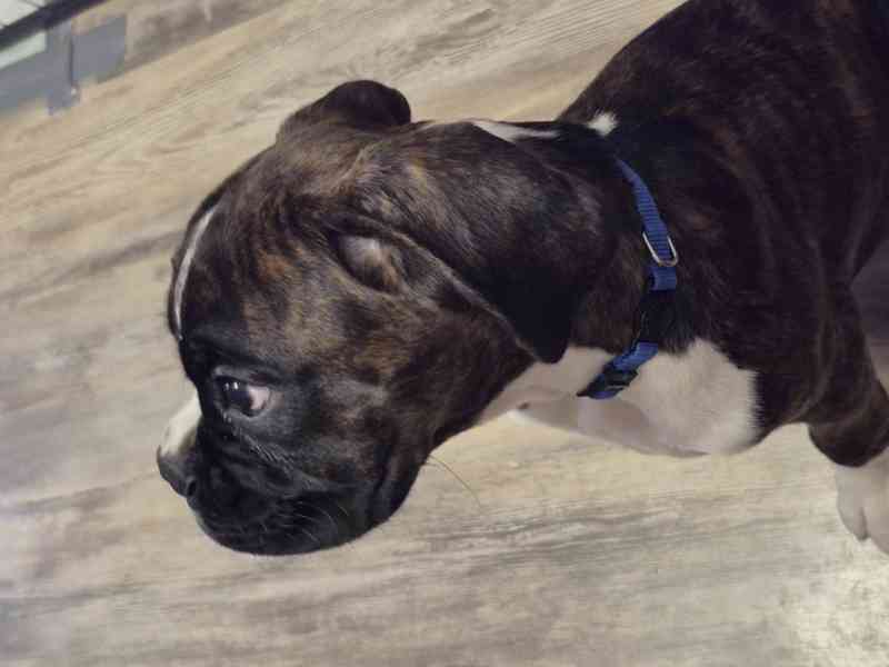 Německý boxer - foto 5