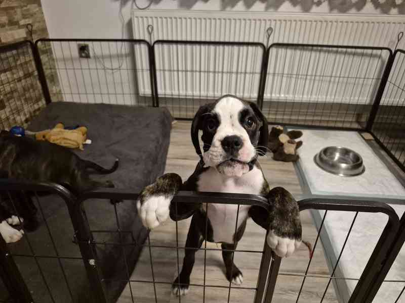 Německý boxer - foto 2