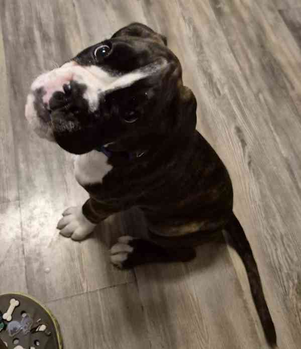 Německý boxer - foto 8