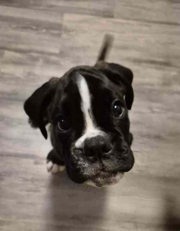 Německý boxer - foto 9