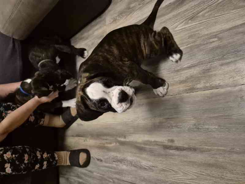 Německý boxer - foto 10