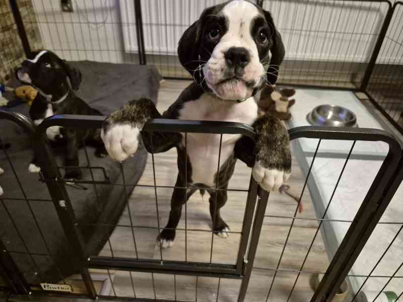 Německý boxer - foto 4